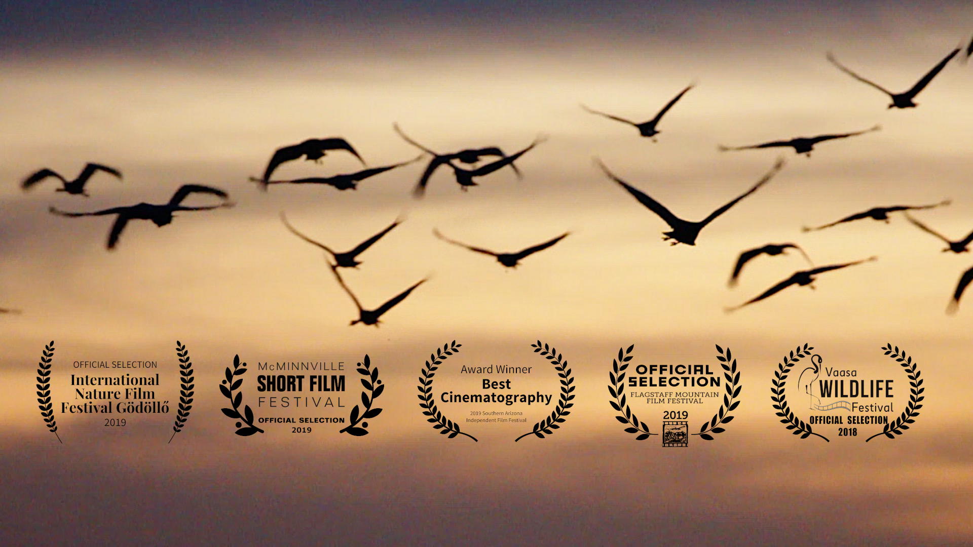 Migrating with the Sandhill Cranes